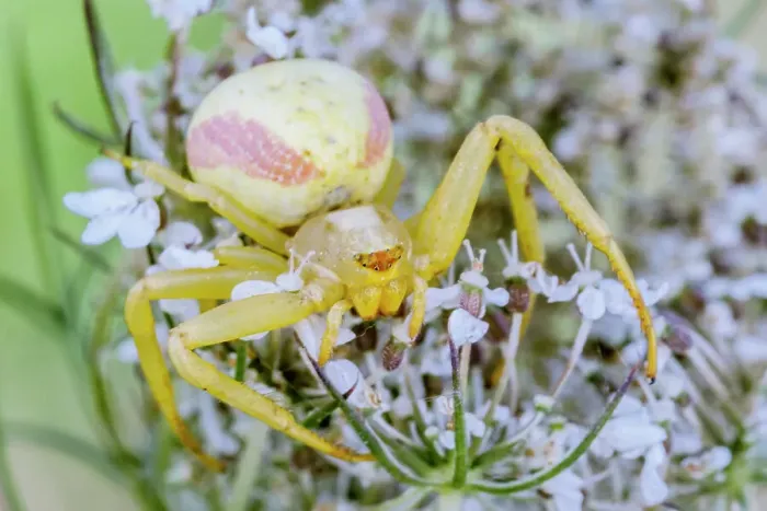 Framed Print : Goldenrod Crad Spider (Misumena vatia), Thornton, Ontario, Canada