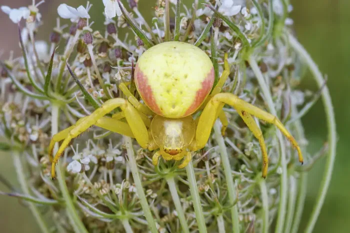 Framed Print : Goldenrod Crad Spider (Misumena vatia), Thornton, Ontario, Canada Framed Print : Goldenrod Crad Spider (Misumena vatia), Thornton, Ontario, Canada
