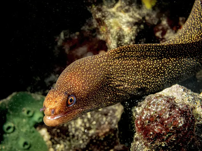 Framed Print : Goldentail Moray Eel (Gymnothorax miliaris), Grand Cayman, Cayman Islands, British West Indies Framed Print : Goldentail Moray Eel (Gymnothorax miliaris), Grand Cayman, Cayman Islands, British West Indies