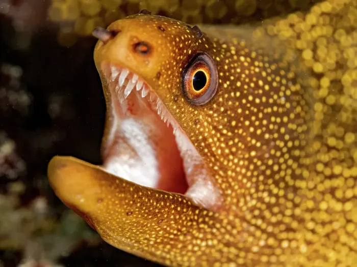 Framed Print : Goldentail Moray Eel (Gymnothorax miliaris) with mouth agape showing razor sharp teeth, Grand Cayman, Cayman Islands, British West Indies Framed Print : Goldentail Moray Eel (Gymnothorax miliaris) with mouth agape showing razor sharp teeth, Grand Cayman, Cayman Islands, British West Indies