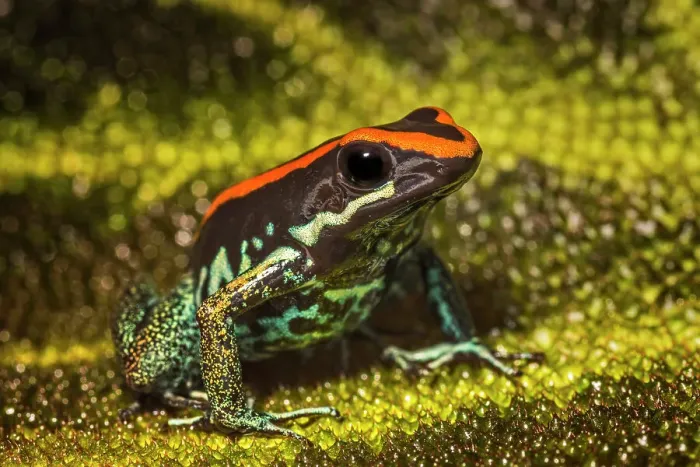 Framed Print : Golfodulcean Poison-arrow Frog (Phyllobates vittatus) - captive bred