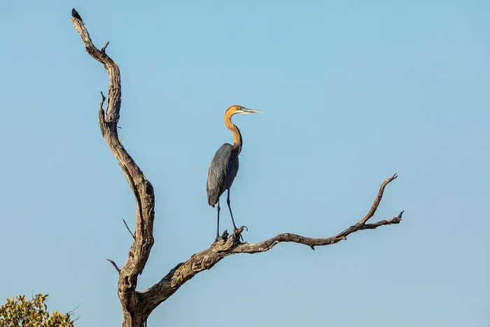 Framed Print : Goliath heron, Moremi Game Reserve, Botswana, Africa Framed Print : Goliath heron, Moremi Game Reserve, Botswana, Africa