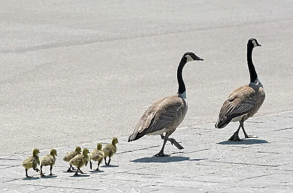 Goose family walking down a paved street Winnipeg, Manitoba, Canada