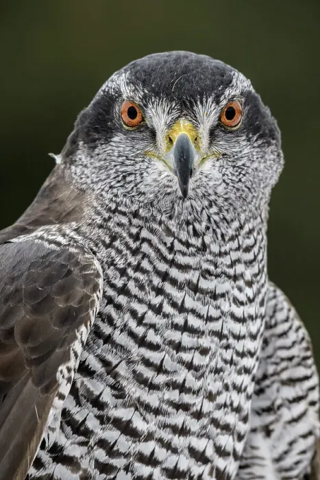 Framed Print : Goshawk (Accipiter gentilis) - captive, Ontario, Canada Framed Print : Goshawk (Accipiter gentilis) - captive, Ontario, Canada