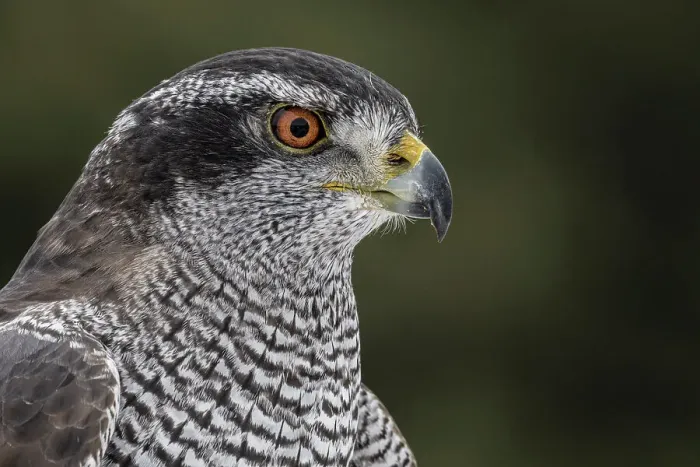 Framed Print : Goshawk (Accipiter gentilis) - captive, Ontario, Canada Framed Print : Goshawk (Accipiter gentilis) - captive, Ontario, Canada