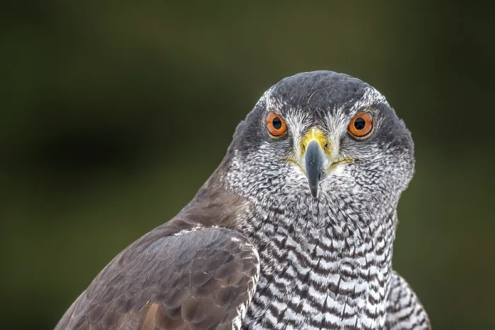Framed Print : Goshawk (Accipiter gentilis) - captive Framed Print : Goshawk (Accipiter gentilis) - captive