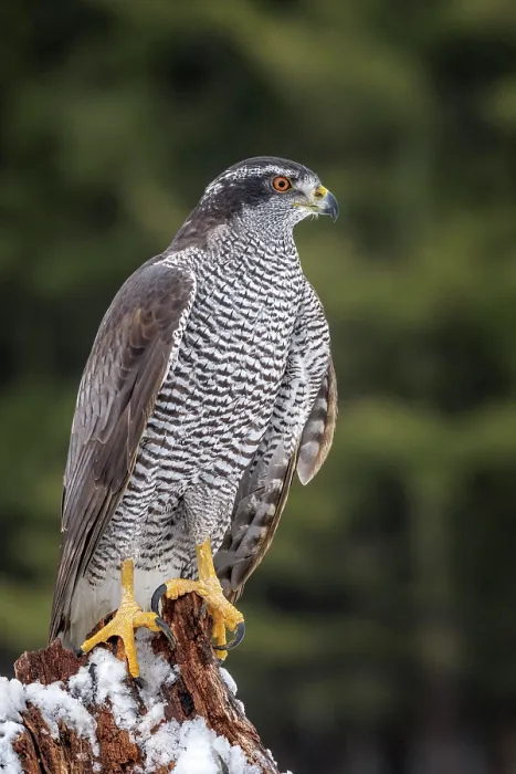 Framed Print : Goshawk (Accipiter gentilis) - captive Framed Print : Goshawk (Accipiter gentilis) - captive