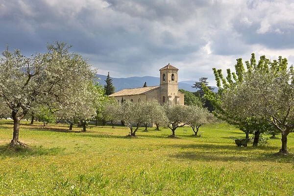 Gothic church of Saint-Andra -et-Saint-Trophime surrounded by olive trees, Lourmarin