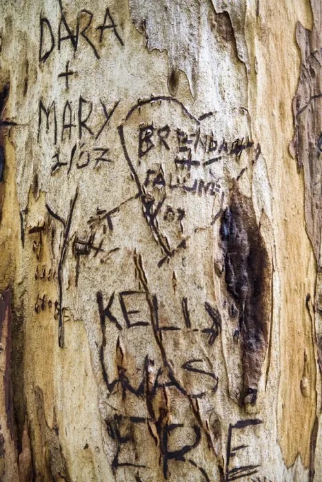 Framed Print : Graffiti on Red Tingle Tree, nr Pemberton, Western Australia Framed Print : Graffiti on Red Tingle Tree, nr Pemberton, Western Australia