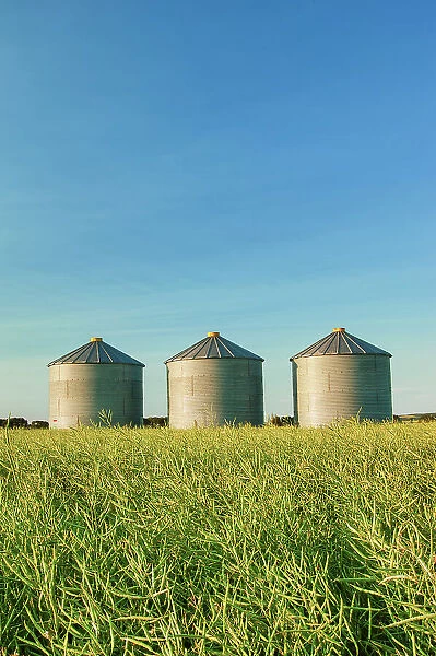 Grain bins and canola crop Rathwell, Manitoba, Canada