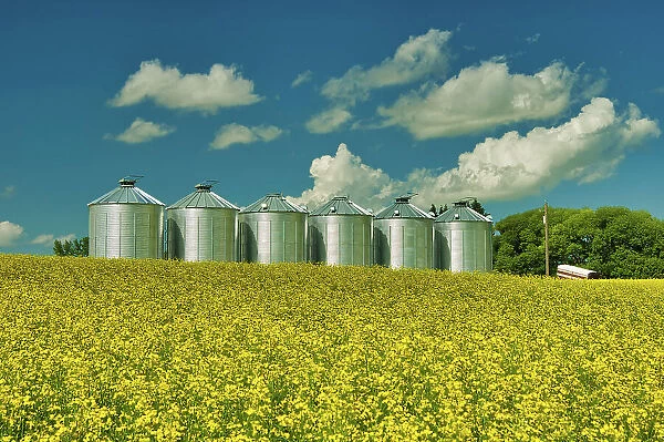 Grain bins and canola crop Somerset, Manitoba, Canada