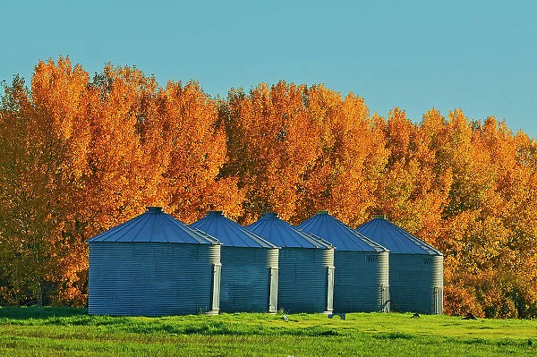Grain bins and shelterbelt trees in autumn colors near Moose Jaw Saskatchewan, Canada