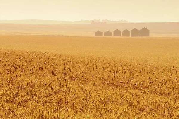 Grain crop and graneries and fog at sunrise. Huxley, Alberta, Canada