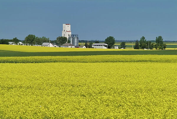 Grain elevator and canola crop Holland, Manitoba, Canada