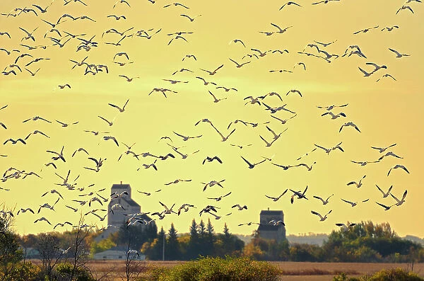 Grain elevators and geese at sunrise Domremy, Saskatchewan, Canada