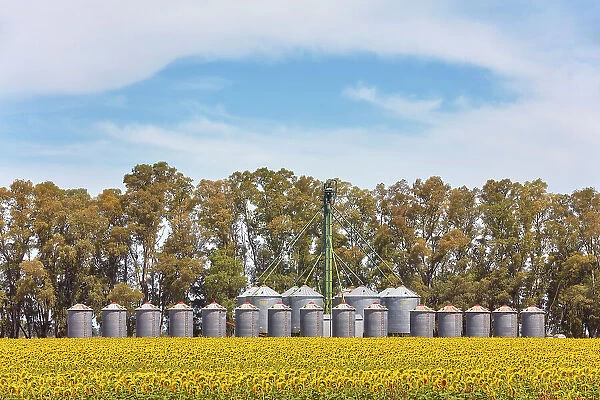 A grain silo storage facility with a field of sunflowers in the Argentine Pampas, near San Miguel del Monte, Buenos Aires province, Argentina