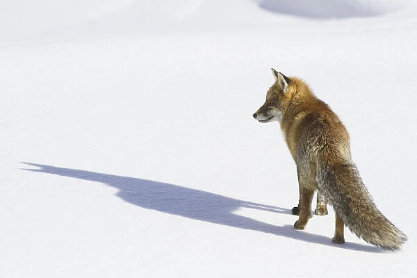 Gran Paradiso National Park, Piedmont, Italy. Red fox