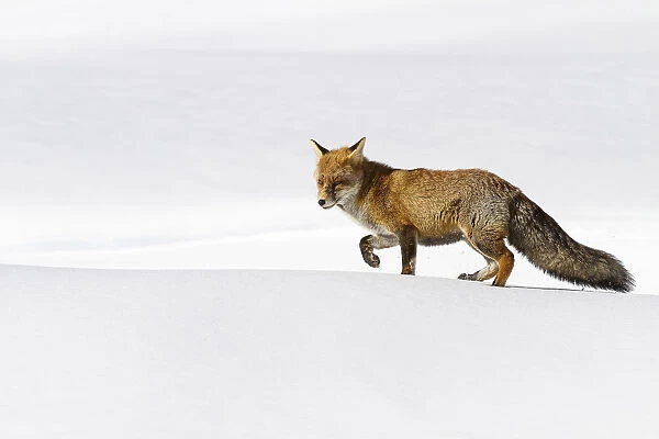 Gran Paradiso National Park, Piedmont, Italy. Red fox