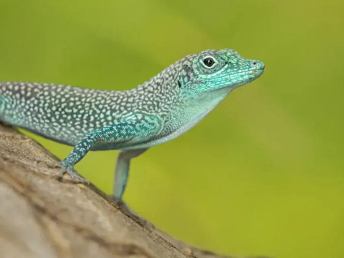 Framed Print : Grand Cayman Anole (Anolis conspersus), Garnd Cayman, British West Indies