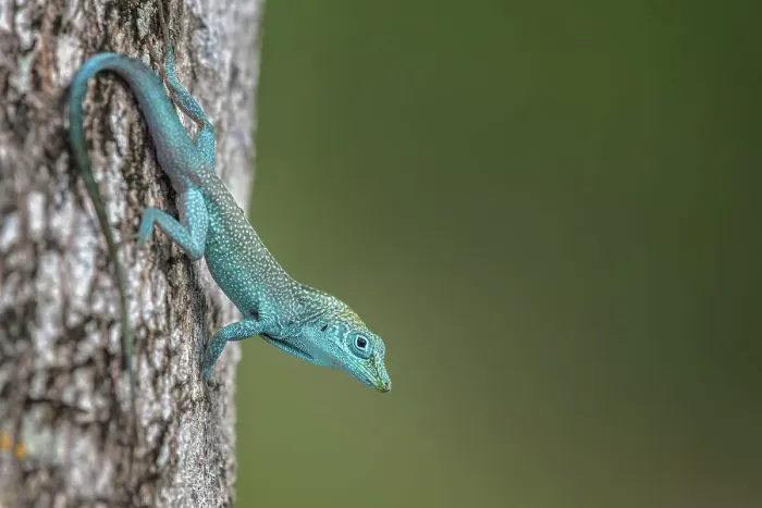 Framed Print : Grand Cayman Anole (Anolis conspersus), Garnd Cayman, British West Indies Framed Print : Grand Cayman Anole (Anolis conspersus), Garnd Cayman, British West Indies