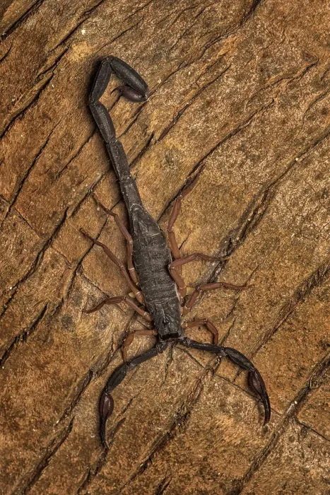 Framed Print : Grand Cayman Scorpion (Heteronebo caymanensis), Grand Cayman, British West Indies Framed Print : Grand Cayman Scorpion (Heteronebo caymanensis), Grand Cayman, British West Indies