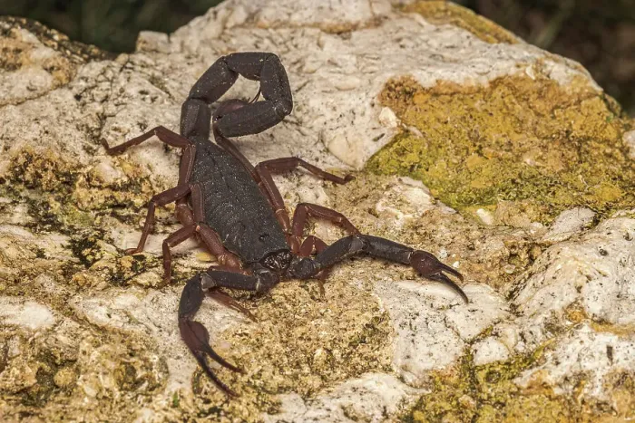 Framed Print : Grand Cayman Scorpion (Heteronebo caymanensis), Grand Cayman, British West Indies Framed Print : Grand Cayman Scorpion (Heteronebo caymanensis), Grand Cayman, British West Indies