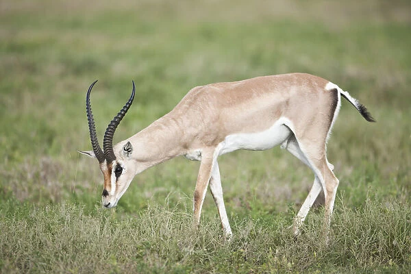 Grants Gazelle (Nanger granti), Serengeti National Park, Tanzania