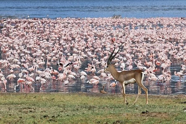 A grants gazelle walks past thousands of lesser flamingos feeding on algae along the shores of Lake Bogoria which is one of a series of alkaline lakes in Kenyas Rift Valley system