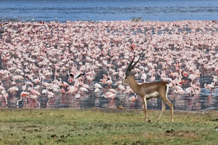 Framed Print : A grants gazelle walks past thousands of lesser flamingos feeding on algae along the shores of Lake Bogoria which is one of a series of alkaline lakes in Kenyas Rift Valley system Framed Print : A grants gazelle walks past thousands of lesser flamingos feeding on algae along the shores of Lake Bogoria which is one of a series of alkaline lakes in Kenyas Rift Valley system