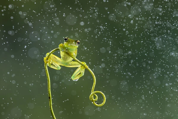 Granular glass-frog (Cochranella granulosa), lowland rainforest, Boca Tapada, Costa Rica
