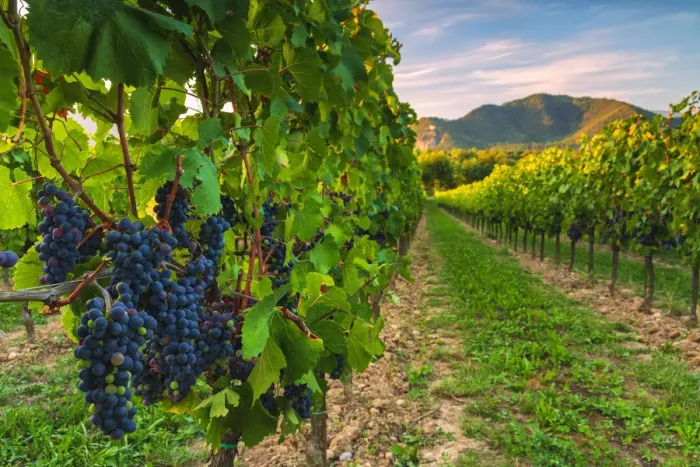 Framed Print : Grape of the Franciacorta, Brescia province, Lombardy district, Italy, Europe