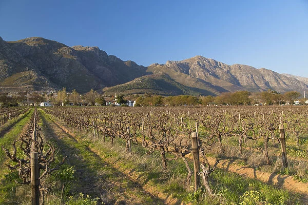 Grape vines, Franschhoek, Western Cape, South Africa