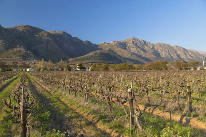 Framed Print : Grape vines, Franschhoek, Western Cape, South Africa Framed Print : Grape vines, Franschhoek, Western Cape, South Africa