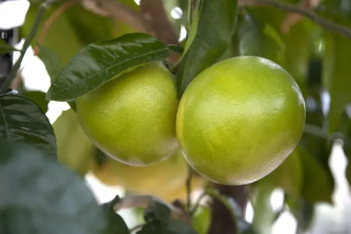 Framed Print : Grapefruit growing on a tree Framed Print : Grapefruit growing on a tree