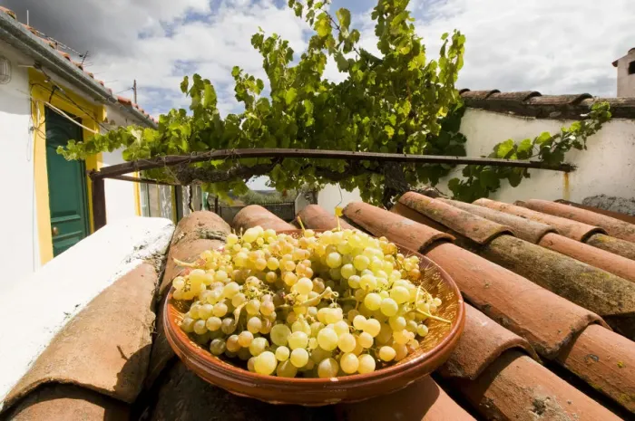 Framed Print : Grapes after the harvest. Beira Baixa, Portugal Framed Print : Grapes after the harvest. Beira Baixa, Portugal