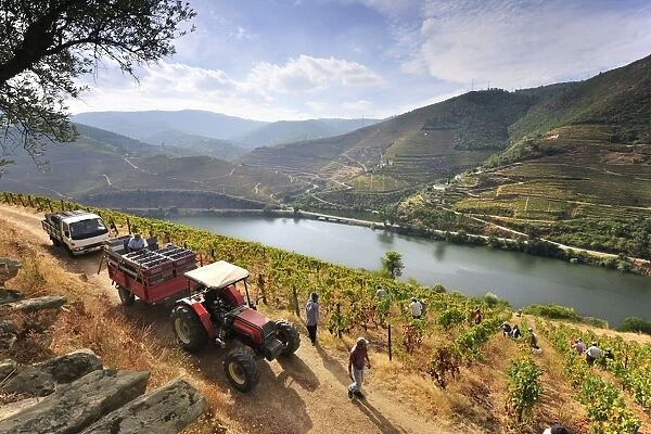 Grapes harvest along the Douro river, near Covelinhas. Alto Douro, a Unesco World Heritage Site