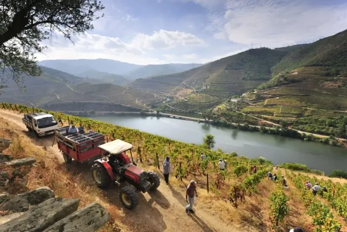 Framed Print : Grapes harvest along the Douro river, near Covelinhas. Alto Douro, a Unesco World Heritage Site Framed Print : Grapes harvest along the Douro river, near Covelinhas. Alto Douro, a Unesco World Heritage Site
