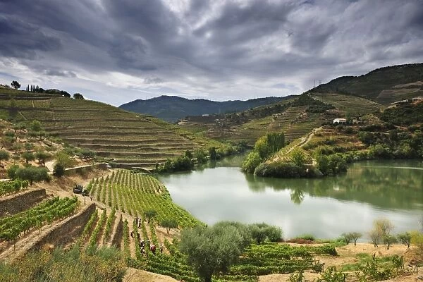 Grapes harvest along the river Tedo, a tributary of the river Douro