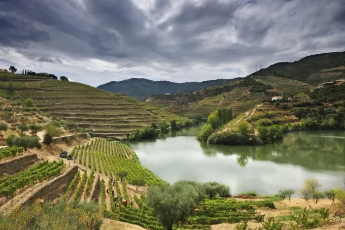 Framed Print : Grapes harvest along the river Tedo, a tributary of the river Douro Framed Print : Grapes harvest along the river Tedo, a tributary of the river Douro