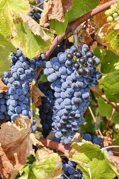 Grapes to produce the glorious Douro wine. Barca d Alva, Alto Douro. Portugal