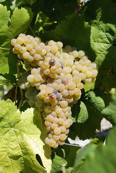 Grapes of the varietal Arinto. Comporta, Alentejo, Portugal