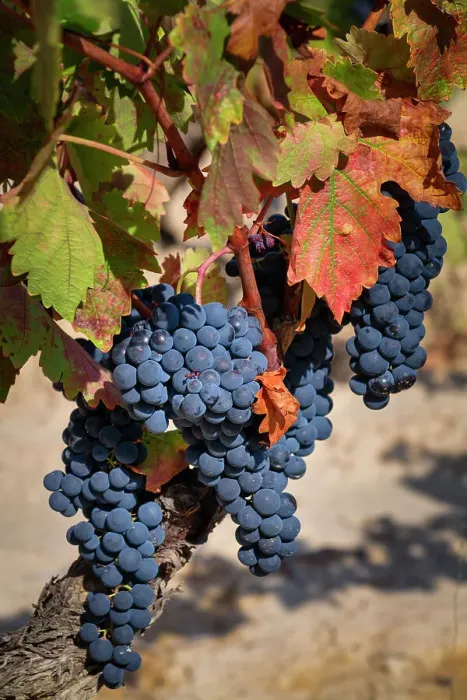 Framed Print : Grapes on the Vine, Rioja Region, Spain