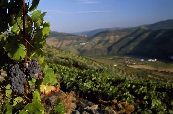 Grapes and vines in the Douro Valley above