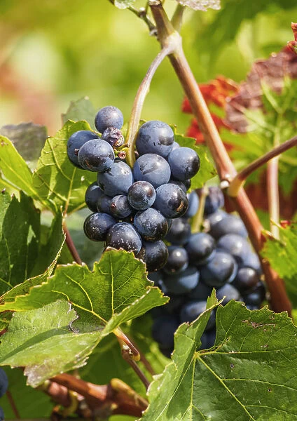 Grapes on the Vineyard of the Salentein Winery, Tunuyan Department, Mendoza Province