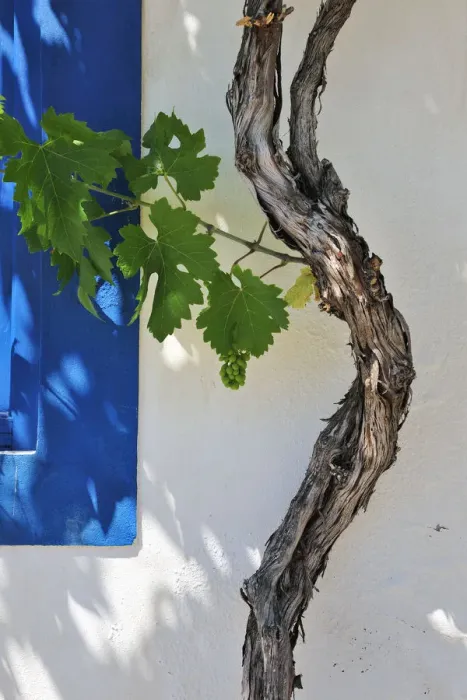 Framed Print : Detail of grapevine. Traditional houses of Pomarao. Alentejo, Portugal