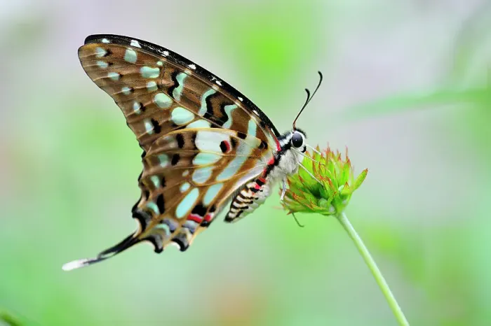 Framed Print : Graphium Antheus Butterfly Framed Print : Graphium Antheus Butterfly