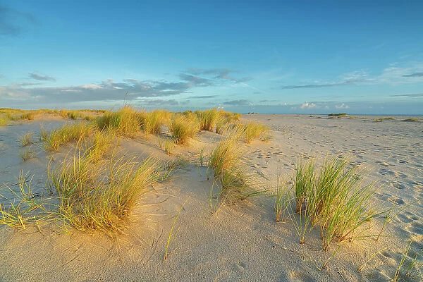 Grass covered sand dunes near List-Ost Lighthouse at sunrise, Ellenbogen, Sylt, Nordfriesland, Schleswig-Holstein, Germany