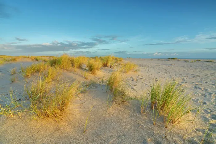 Framed Print : Grass covered sand dunes near List-Ost Lighthouse at sunrise, Ellenbogen, Sylt, Nordfriesland, Schleswig-Holstein, Germany Framed Print : Grass covered sand dunes near List-Ost Lighthouse at sunrise, Ellenbogen, Sylt, Nordfriesland, Schleswig-Holstein, Germany