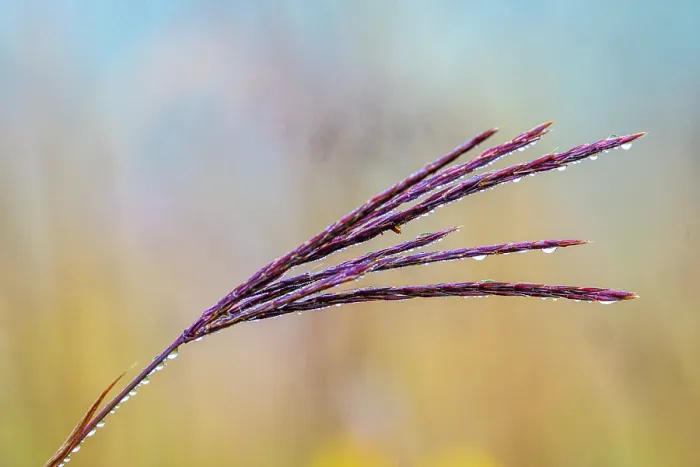 Framed Print : Grass with dew drops, Guelph Lakes Conservation Area, Guelph, Ontario, Canada Framed Print : Grass with dew drops, Guelph Lakes Conservation Area, Guelph, Ontario, Canada