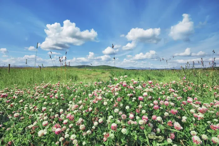 Framed Print : Grass land with clover - Canada, Alberta, Longview, south of Framed Print : Grass land with clover - Canada, Alberta, Longview, south of
